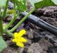 Micro-irrigation and Agricultural innovation on the radar