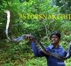 Snakebite: The health emergency stinging rural healthcare