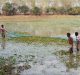 Generating alternative sources of livelihood through farm forests