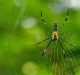 A peek into secret lives of Indian spiders