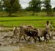 Lok Sabha polls: Why is there a call for universal farm loan waiver?