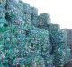 Mangrove fungi isolated from India’s West Coast munches on polythene