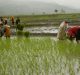 High resolution rice maps for NE may help boost production
