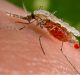 Diagnostics for Asymptomatic Malaria