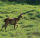 Saving the endangered Sangai deer of Manipur