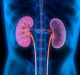 Kidney patients are more vulnerable to COVID-19 infections
