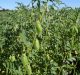 Scientists develop new drought tolerant chickpea variety