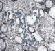 Indian researchers start working on Novel Coronavirus genome sequencing