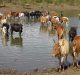 Recognize Pastoralists and Their Stewardship in Environmental Sustainability