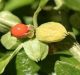 Ashwagandha takes lead in IIT-Delhi study to be COVID-19 warrior