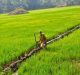 Researchers find a new possibility to improve rice productivity