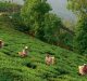 Kangra Tea could lower coronavirus activity better than HIV drugs