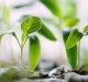 Scientists figure out how plants make use of good microbes for their growth