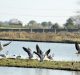 Birds Look Agape at the Heat, But They are Airconditioning