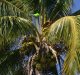 Robotic Sapper: Disruptive Innovation for Coconut and Palm Farmers