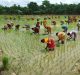 Food Security: Role of Climate SMART Rice in Bangladesh