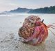 Brachyuran Crab Species Found in Andaman and Nicobar Islands