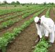 IIT Develops Novel Algorithm for Enhanced Crop Productivity