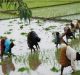 Study Paves Way to Improve Rice Productivity