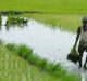 Climate-Resilient Crop Varieties: The ‘Seeds for Needs’ Approach