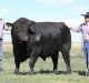Semen and Fertility Profiles of Cloned Bulls Normal, May Boost Milk Production: Researchers