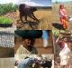 Women Farmers’ Day on 15th October: Modi Government to Miss the Day Again?