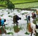Agri Acts Not in the Interest of Women Farmers: Says MAKAAM