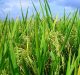 Gene Increasing Rice Productivity Identified, Say Scientists