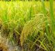 Modulating Pathogen Functions Control Sheath Blight Disease: Study