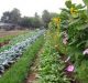 Industrial Agriculture is Creating Poison, Not Food: Say Agroecologists