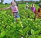 India’s Floriculture Industry: Minors Exposed to Highly Hazardous Pesticides