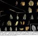 New species of Muraingrassspotted in Western Ghats