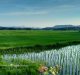 Boosting Rice Production: New Technique Developed