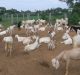 DBT-NIAB takes up project to help upscale goat production