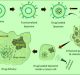 Nanoparticles-based improved cancer drug could be in the offing