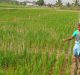 Boosting ‘nitrogen use efficiency’ in rice