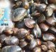 Black Clams Provide Early Warning on Marine Pollution