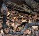Study finds need for producing region-wise antivenom for snakebite