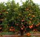 Study to help Kinnow Fruit juice Industry
