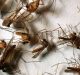 Swarms of Mosquitoes have been Released in Florida, the US and It is a Good Thing