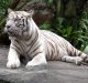 LaCONES-CCMB Releases Guidelines for COVID-19 Testing in Zoo Animals