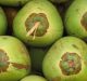 The tender power of young coconut
