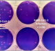 New Collaboration for Affordable COVID-19 Drug 2-DG