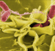 Study Paves Way for a New Approach to Fight Infections