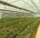 New Polyhouse Technology to Help Cultivate Off-Season Crops