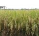 Export Potential of Bangladeshi Aromatic Rice