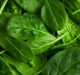A New Study May Help Make Spinach Leaf Look Like lettuce
