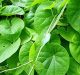 Researchers Sequence Genome of Herb, Giloy