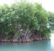 New Study to Help Develop Salt-Tolerant Plants
