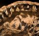 Jurassic-Age Shark’s Teeth Discovered from Jaisalmer Basin